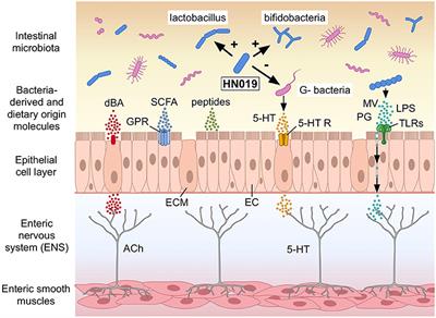 Bifidobacterium animalis subsp. lactis HN019 Effects on Gut Health: A Review